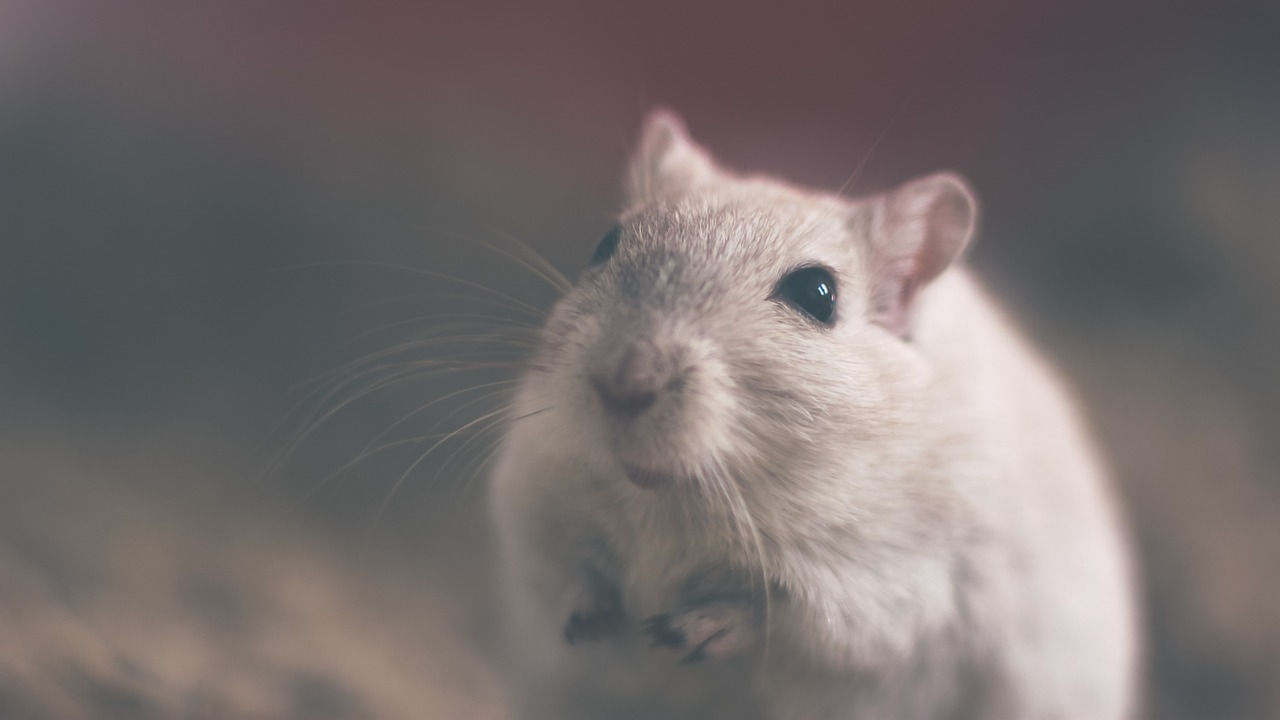 Ratas