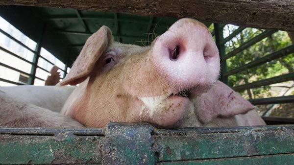 Peste porcina africana